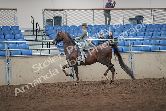 2019 Morgan Horse Show - Aug 31, 2019 - 07664