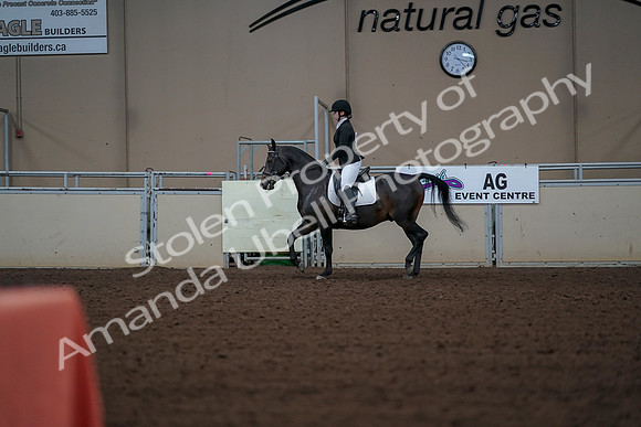 2019 Morgan Horse Show - Aug 30, 2019 - 18372