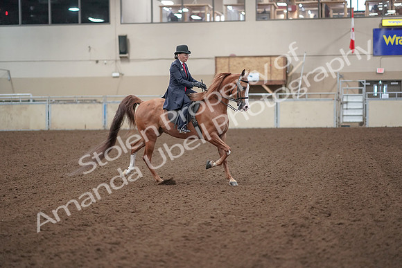 2019 Morgan Horse Show - Sept 01, 2019 - 12067