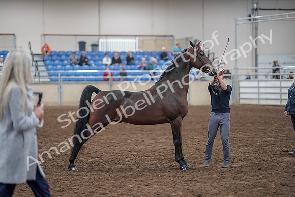 2019 Morgan Horse Show - Aug 31, 2019 - 01352