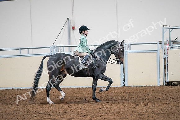 2020 - AB Morgan Horse - Sun, Sept 06 - 08060