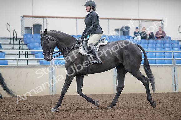 2019 Morgan Horse Show - Aug 31, 2019 - 14796