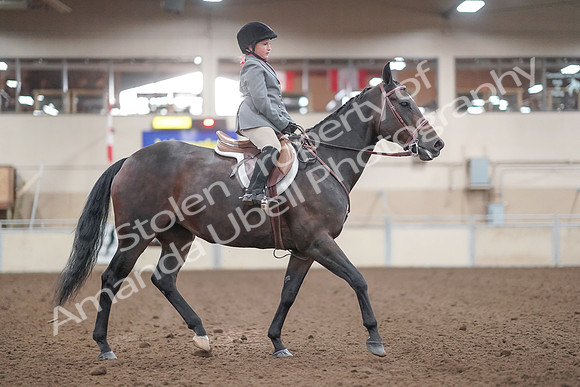 2019 Morgan Horse Show - Aug 31, 2019 - 19648