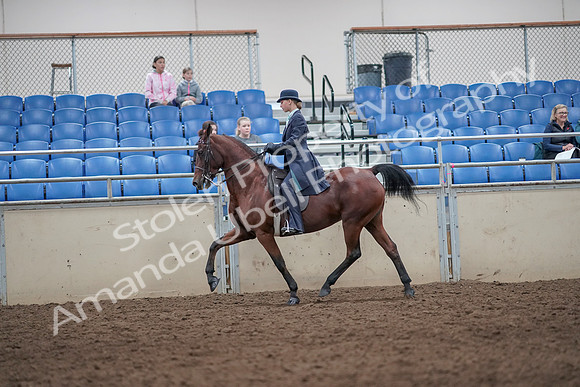 2019 Morgan Horse Show - Aug 31, 2019 - 09265