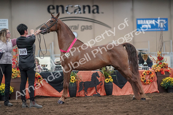 2019 Morgan Horse Show - Aug 31, 2019 - 01396