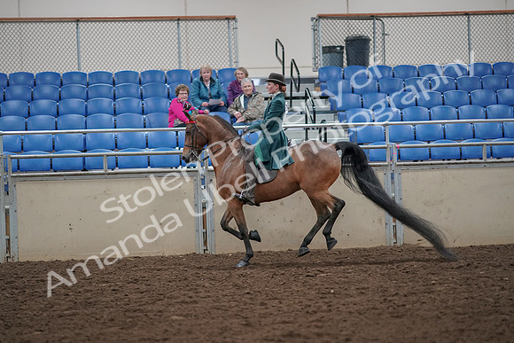 2019 Morgan Horse Show - Aug 30, 2019 - 28049
