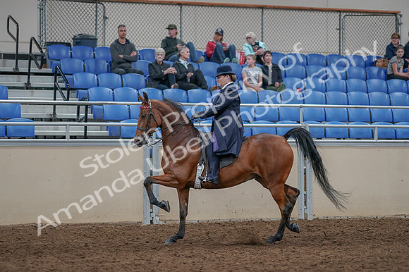 2020 - AB Morgan Horse - Fri, Sept 04 - 11230