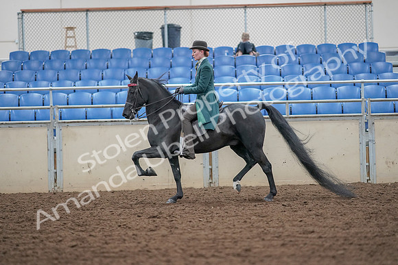 2019 Morgan Horse Show - Aug 30, 2019 - 15417