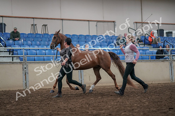 2019 Morgan Horse Show - Aug 31, 2019 - 03627