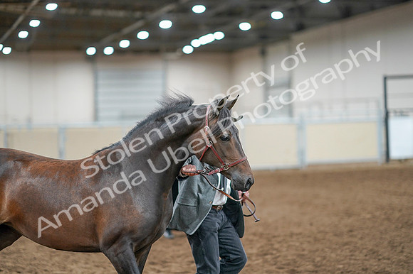 2020 - AB Morgan Horse - Fri, Sept 04 - 08571
