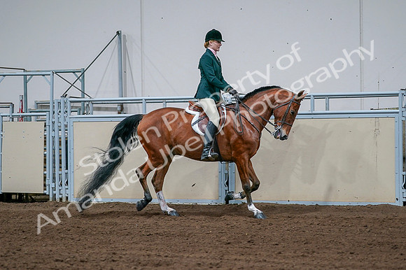 2020 - AB Morgan Horse - Fri, Sept 04 - 01733