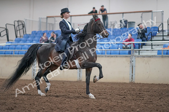 2019 Morgan Horse Show - Aug 31, 2019 - 20701