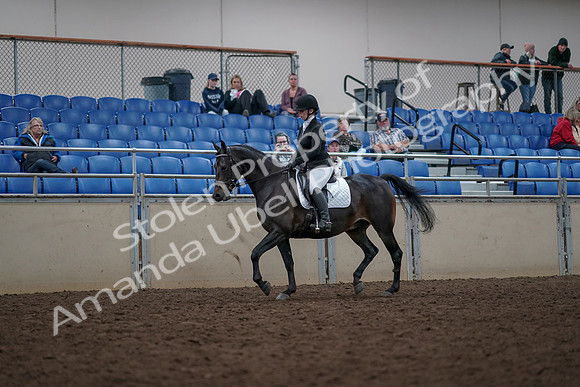 2019 Morgan Horse Show - Aug 31, 2019 - 16644
