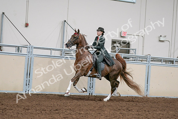 2020 - AB Morgan Horse - Sat, Sept 05 - 13031