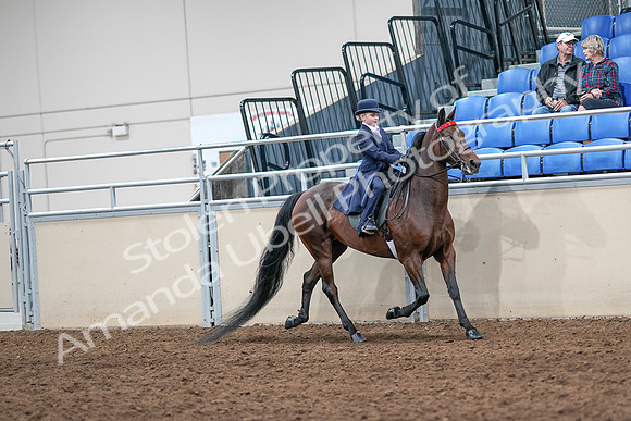 2020 - AB Morgan Horse - Sat, Sept 05 - 04880