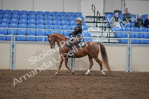 2020 - AB Morgan Horse - Fri, Sept 04 - 08350