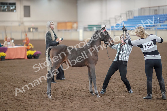 2019 Morgan Horse Show - Aug 30, 2019 - 24890