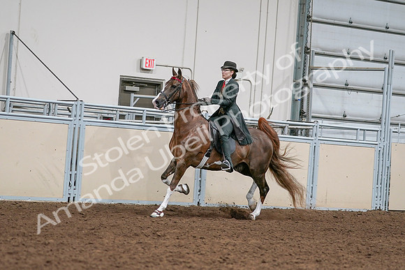2020 - AB Morgan Horse - Sat, Sept 05 - 13022