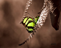 Insects - 003