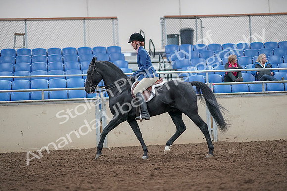 2019 Morgan Horse Show - Aug 31, 2019 - 16578