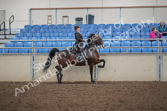 2019 Morgan Horse Show - Aug 30, 2019 - 28092