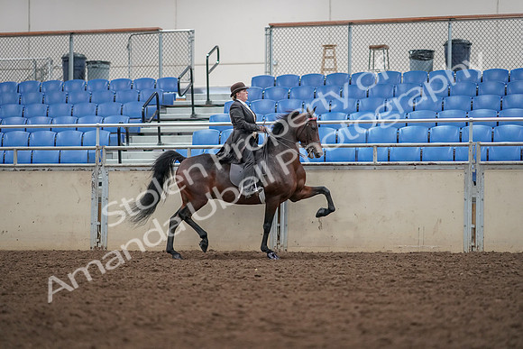 2019 Morgan Horse Show - Aug 30, 2019 - 28081
