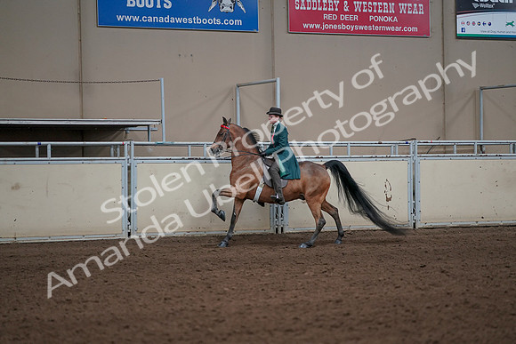 2019 Morgan Horse Show - Sept 01, 2019 - 13235