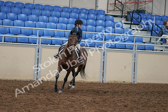 2020 - AB Morgan Horse - Sun, Sept 06 - 07681