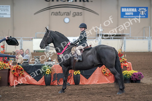 2019 Morgan Horse Show - Aug 31, 2019 - 19783