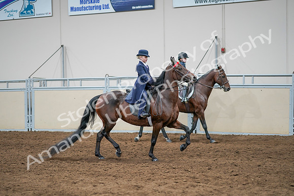2020 - AB Morgan Horse - Sun, Sept 06 - 08113