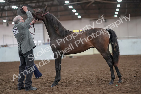 2019 Morgan Horse Show - Aug 31, 2019 - 02849