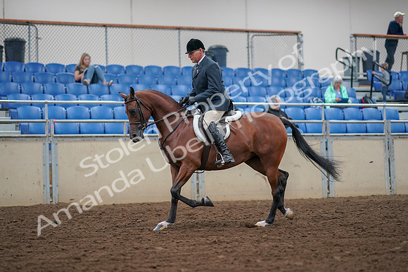 2019 Morgan Horse Show - Aug 30, 2019 - 16119