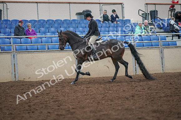 2019 Morgan Horse Show - Aug 30, 2019 - 19864