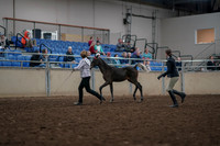 2019 Morgan Horse Show - Aug 31, 2019 - 03567