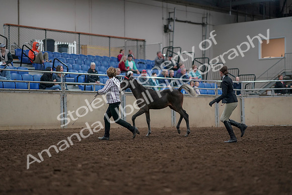 2019 Morgan Horse Show - Aug 31, 2019 - 03567