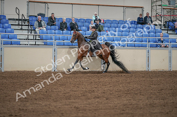 2020 - AB Morgan Horse - Fri, Sept 04 - 09628