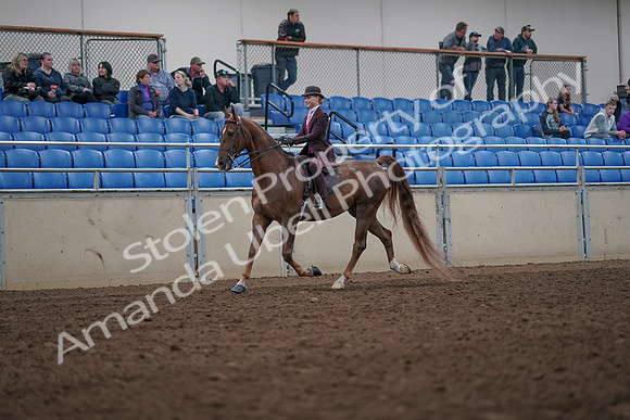 2019 Morgan Horse Show - Aug 31, 2019 - 20501