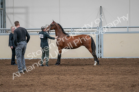 2020 - AB Morgan Horse - Fri, Sept 04 - 07610