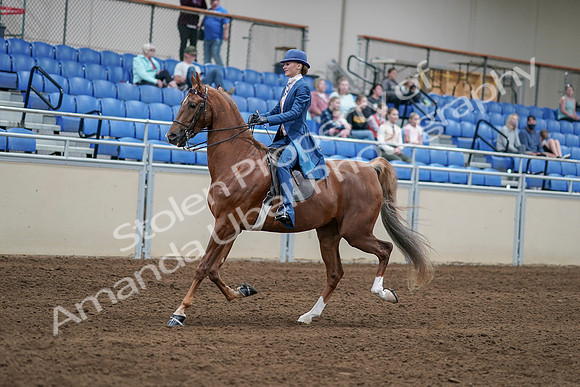 2020 - AB Morgan Horse - Sat, Sept 05 - 06187