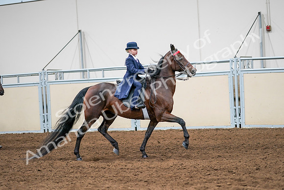 2020 - AB Morgan Horse - Sun, Sept 06 - 08024