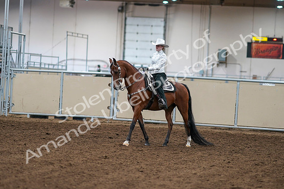 2020 - AB Morgan Horse - Fri, Sept 04 - 03465