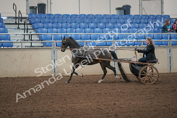 2019 Morgan Horse Show - Aug 31, 2019 - 04242