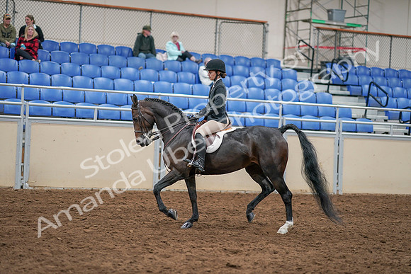 2020 - AB Morgan Horse - Sat, Sept 05 - 14289