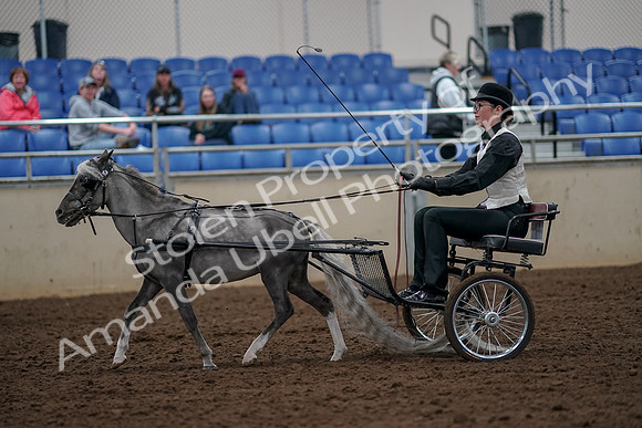 2019 Morgan Horse Show - Aug 30, 2019 - 13280
