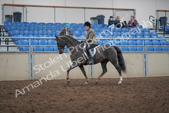 2019 Morgan Horse Show - Aug 31, 2019 - 14736