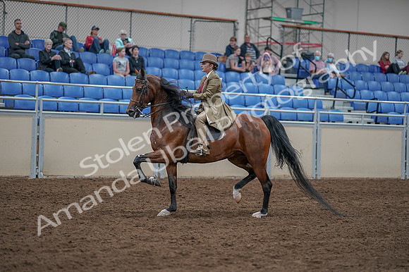 2020 - AB Morgan Horse - Fri, Sept 04 - 11173