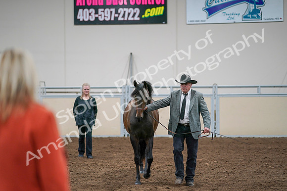 2020 - AB Morgan Horse - Fri, Sept 04 - 08584