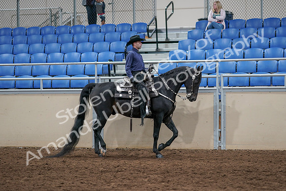 2020 - AB Morgan Horse - Sun, Sept 06 - 07533
