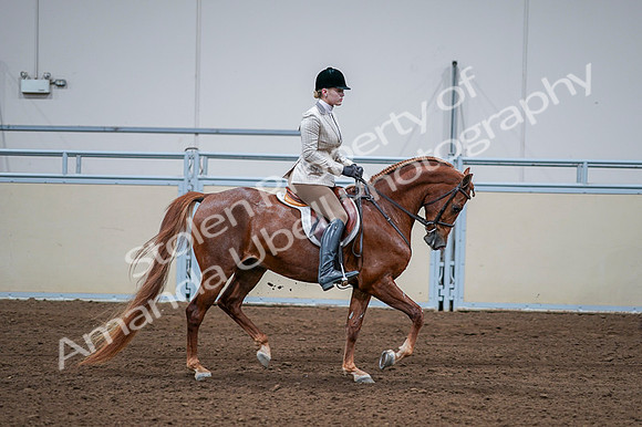 2020 - AB Morgan Horse - Fri, Sept 04 - 01841