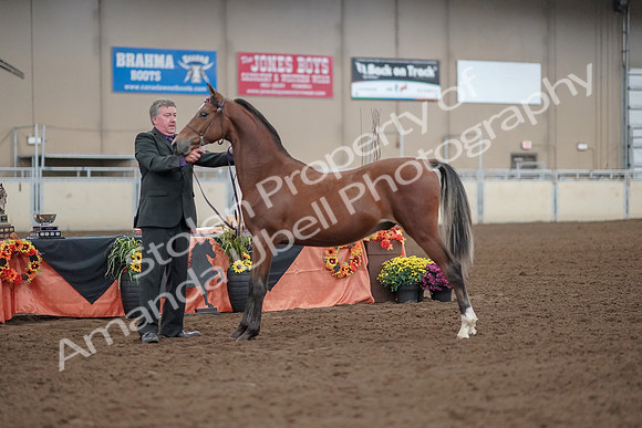 2019 Morgan Horse Show - Aug 30, 2019 - 25640